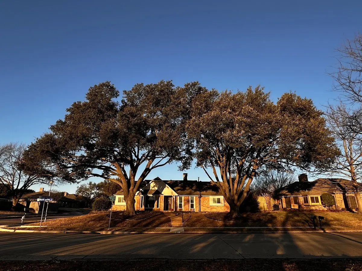Established residential canopy tree shading a home in Talmage